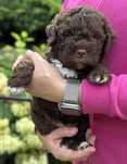 Lagotto Romagnolo Zkwp szczenię- piesek