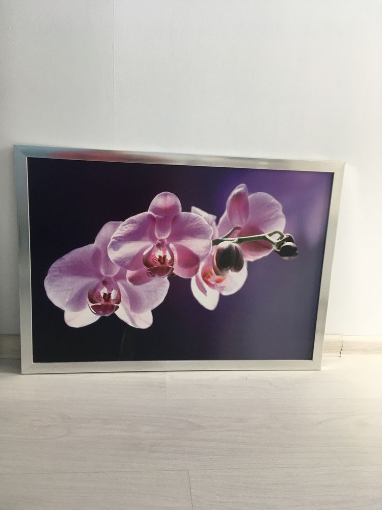 Obraz storczyk kwiat 70x50 cm duzy fiolet