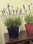 Лаванда вузьколиста (Lavandula angustifolia) — 3 роки
