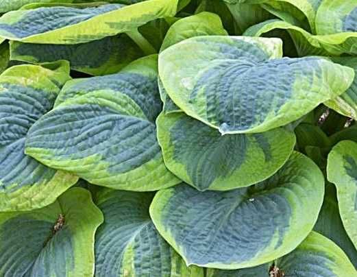 Hosta 'Frances Williams' Duża odmiana