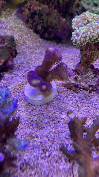 Coral Stylophora milka
