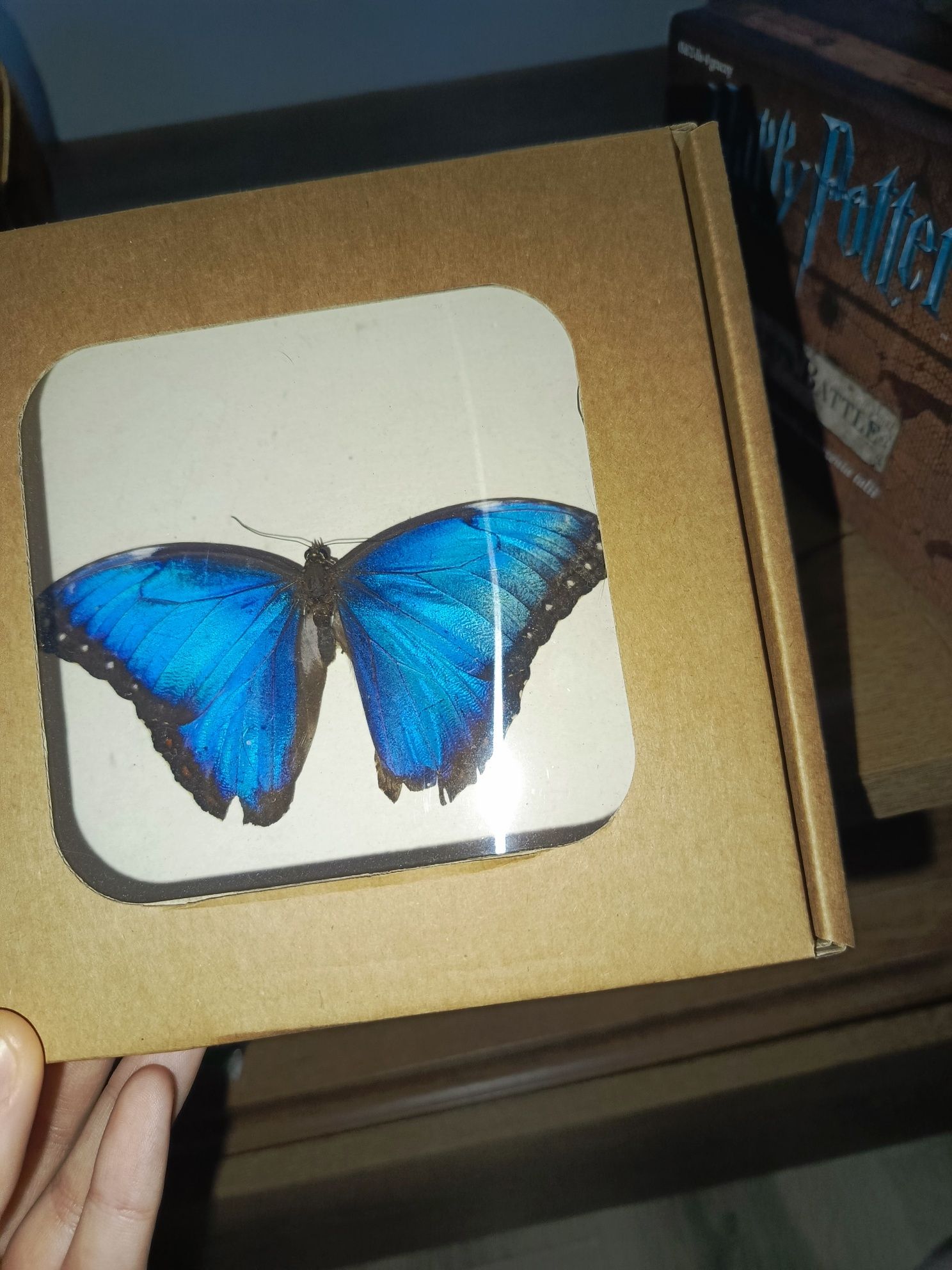 Motyl w gablotce Morpho prawdziwy żywy ozdoba niebieski owad