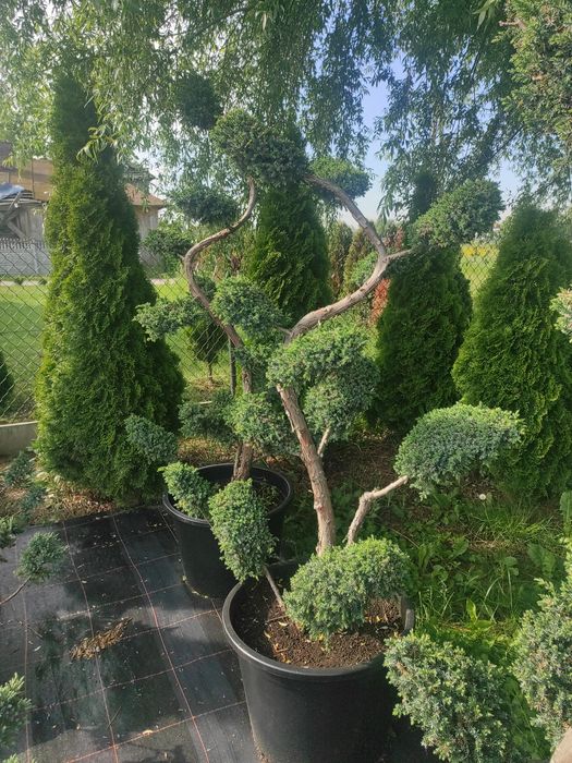 Jałowiec formowany 200cm.  Bonsai