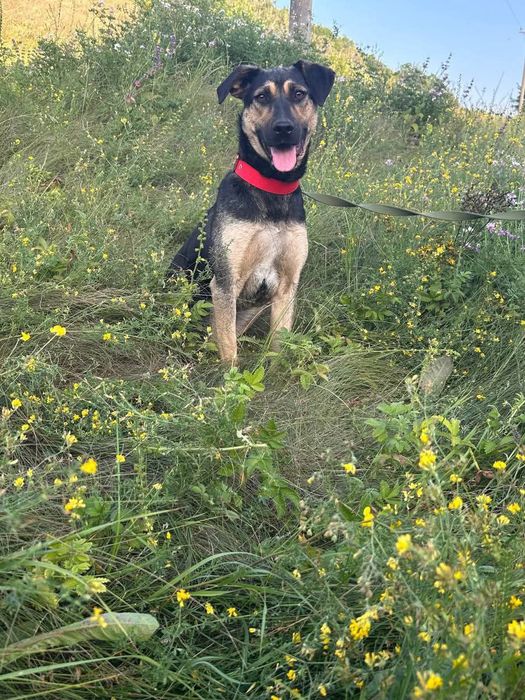 Собака в добрі руки