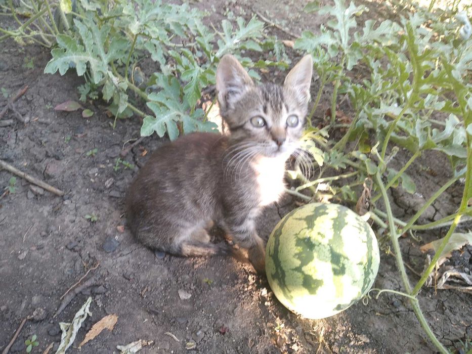 Кошенята безкоштовно