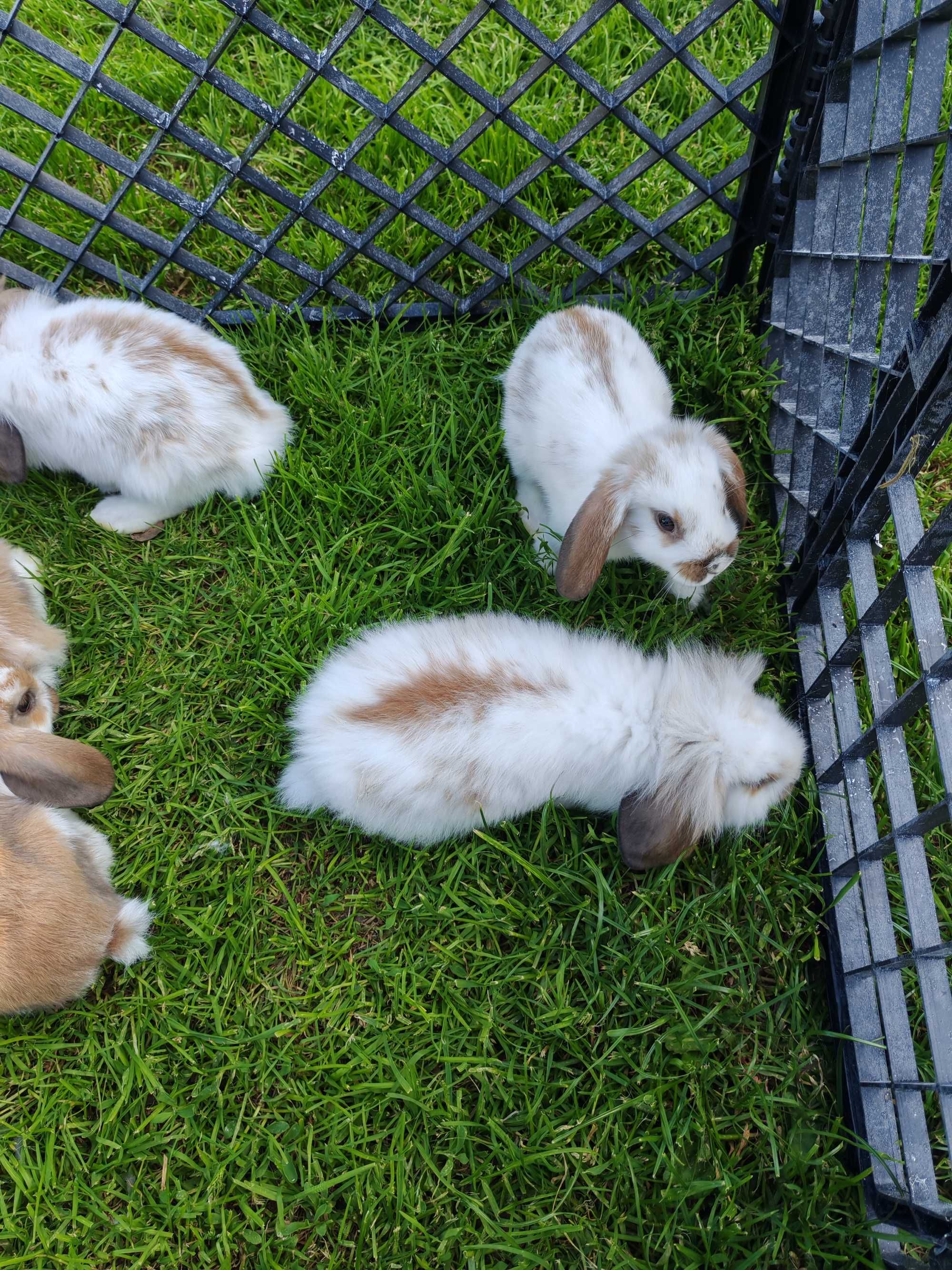Królik miniaturka mini lop