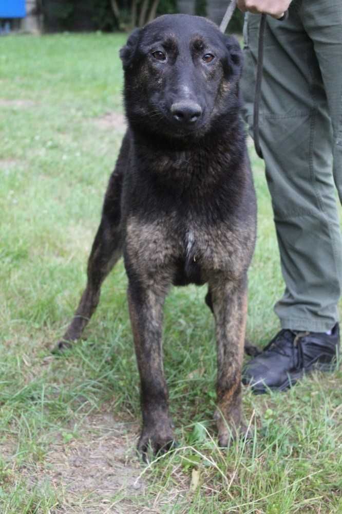 Norman w typie owczarka belgijskiego - schronisko bez wolontariatu.