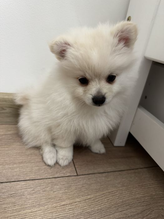 Pomeranin & Maltipom