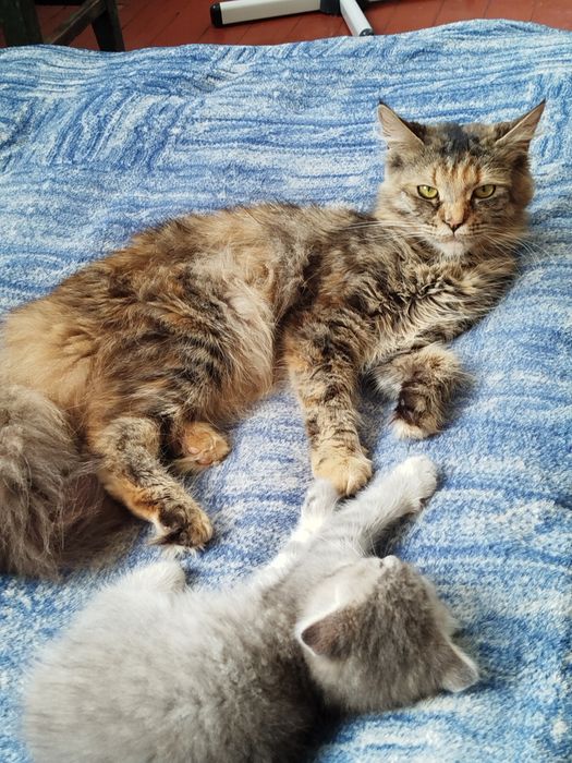 Уважно читати Мейн куни котята.