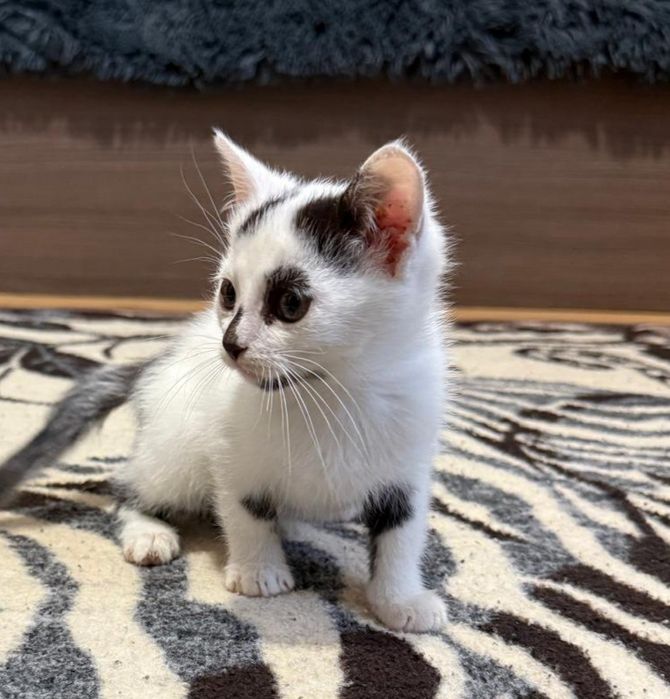 dwa maluchy do adopcji, mruczące i miziaste