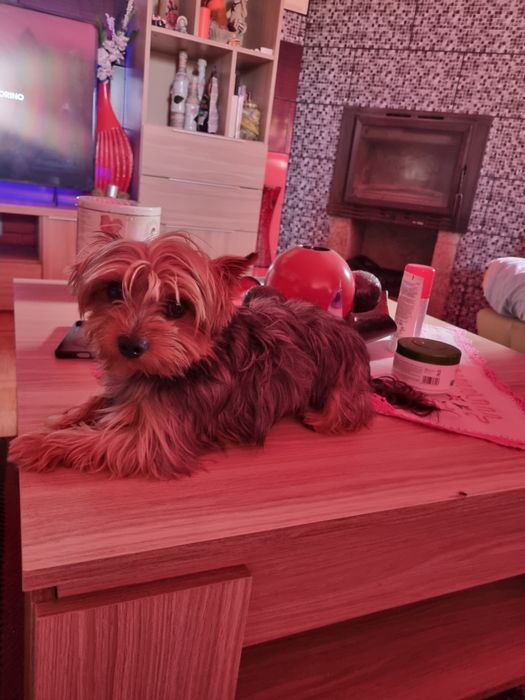 Yorkshire Terrier mini