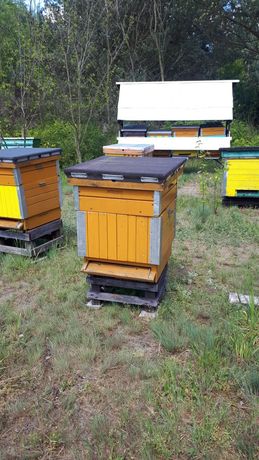 Pszczoły z ulami lub bez