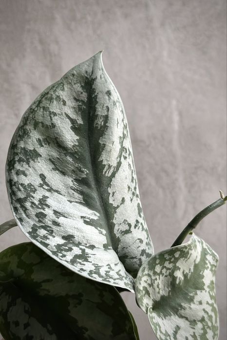 Scindapsus pictus Trebie / Exotica - satynowy, srebrzysty, duże liście