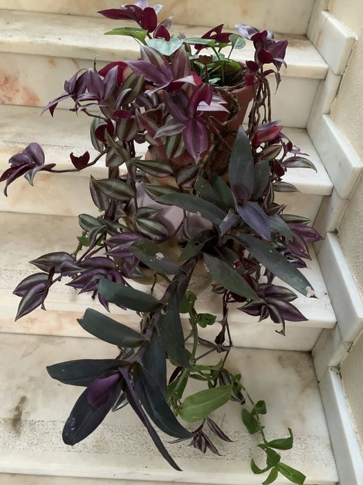 Vendo esta enorme floreira de barro com varias cores desta planta