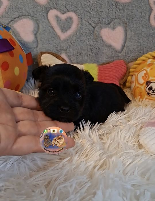 Maleńka suczka Yorkshire Terrier Black.