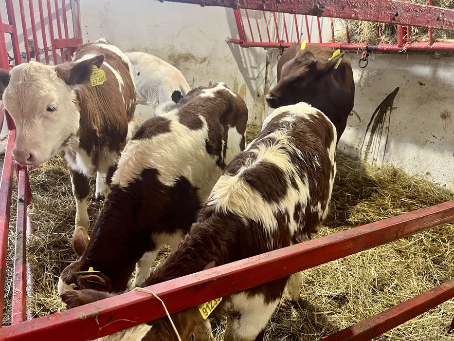 Sprzedam 6 jałówek