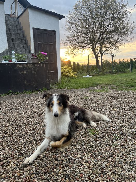 Owczarek szkocki długowłosy collie suczka blue merle