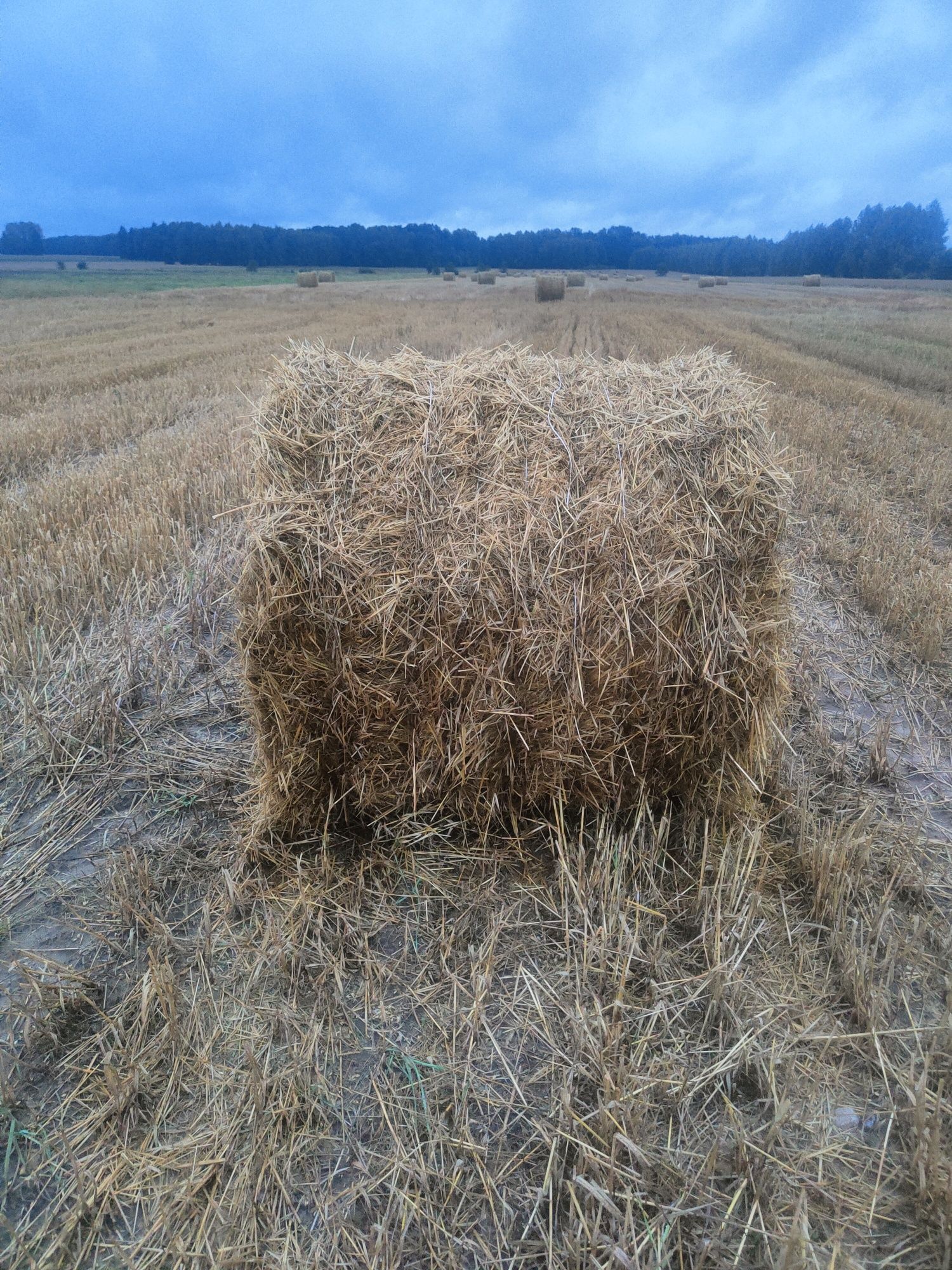 Sprzedam słomę zbelowoną