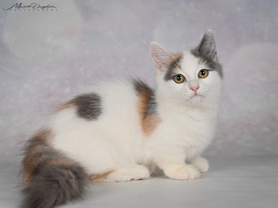 Черепахова Манчкін дівчинка на ім"я Йота