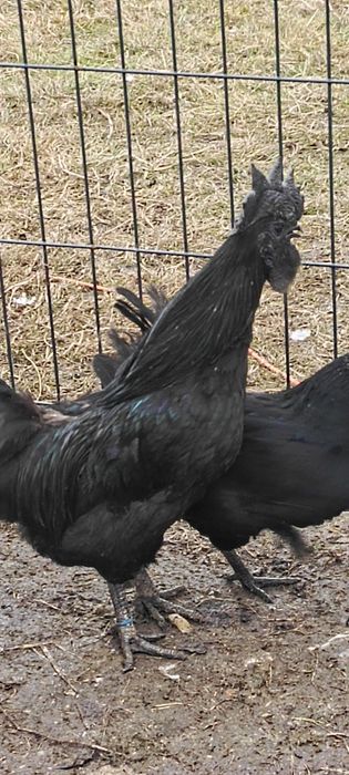 Ayam Cemani - Czarna kura, czarne kości i mięso