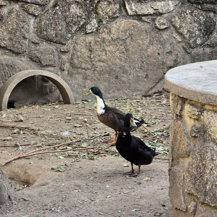 patos de diversas raças (viana do castelo)