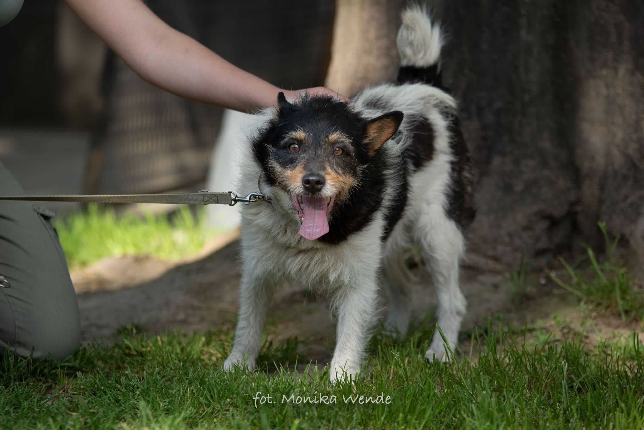 Zeusek poleca się do adopcji