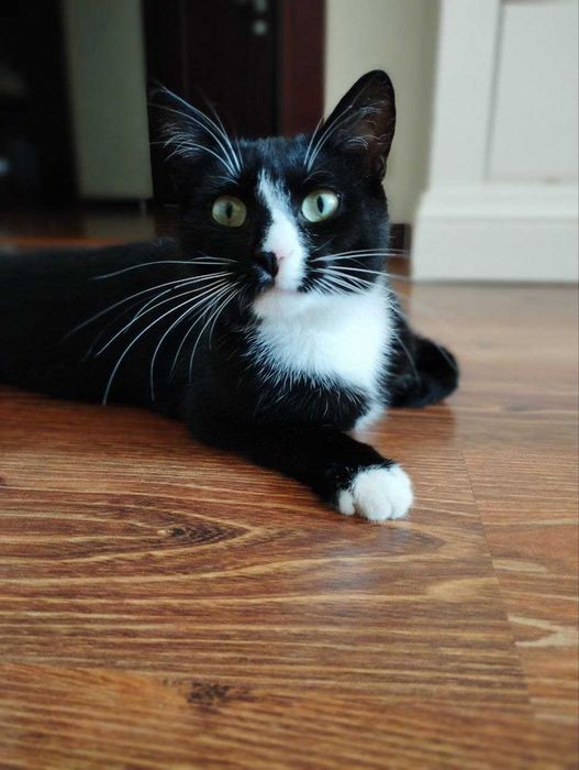 Котик Мартин шукає дім