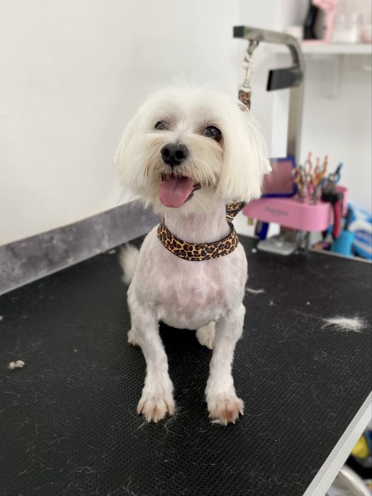 Грумінг, послуги грумера, грумер, вичіс та стрижка собак, котів