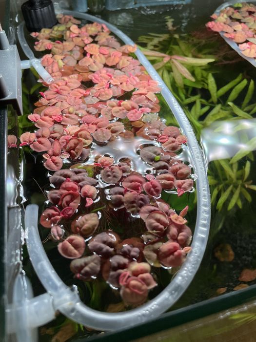 Phyllanthus fluitans (red floaters)