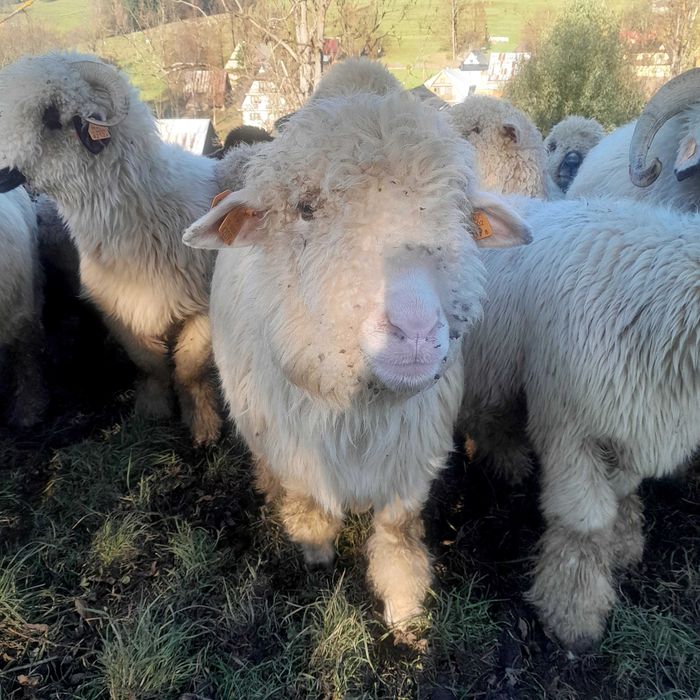 Sprzedam barana i owce do dalszego chowu