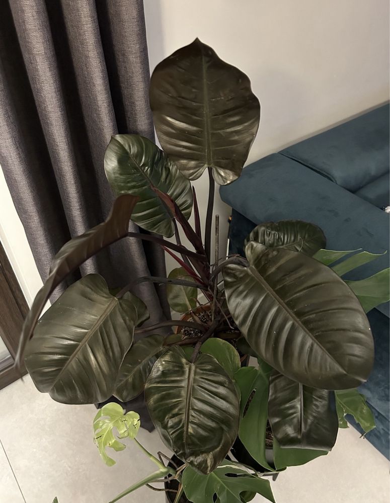 Philodendron Black Cardinal