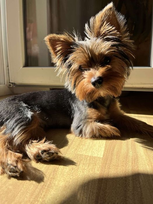 Йорк Вязка Йоркширський терєр