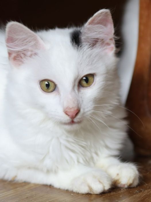 8 мес Добби, мурлика мальчик, котик, кот