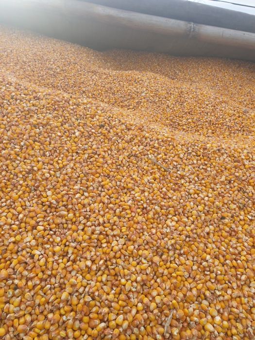 Sprzedam Kukurydze Możliwość wysyłki