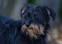 098621 Sonia do adopcji
