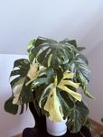 Monstera thai constellatiom