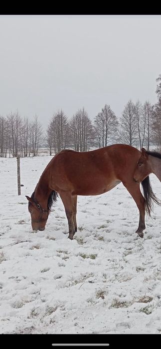 Sprzedam klacz 15 lat