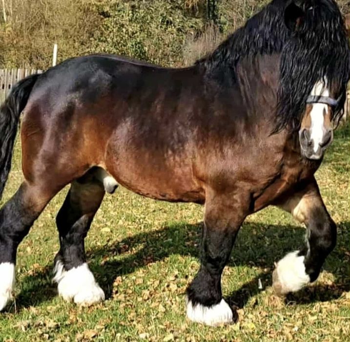 Stanówka ogierem kurek !