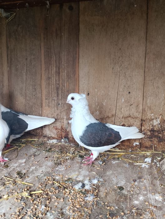Sprzedam gołębie mewki
