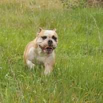 buldog kontynentalny