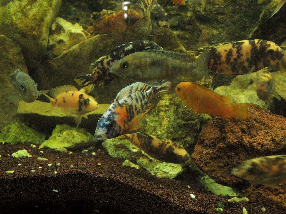 Pyszczak pseudotropheus crabro szerszeń