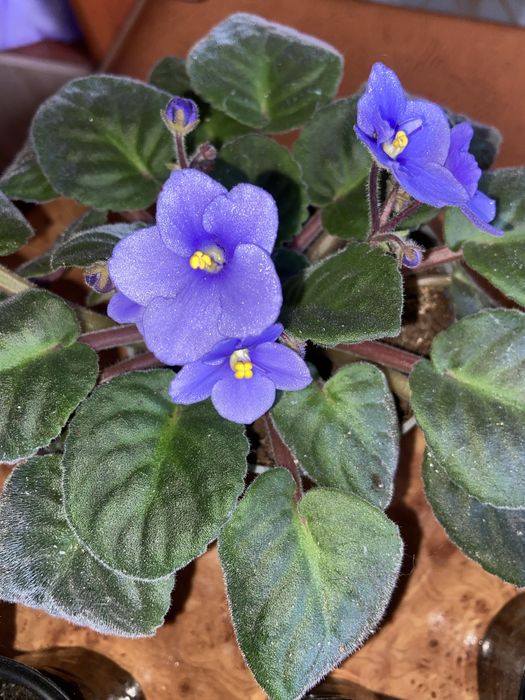 Фиалка голубая-синяя