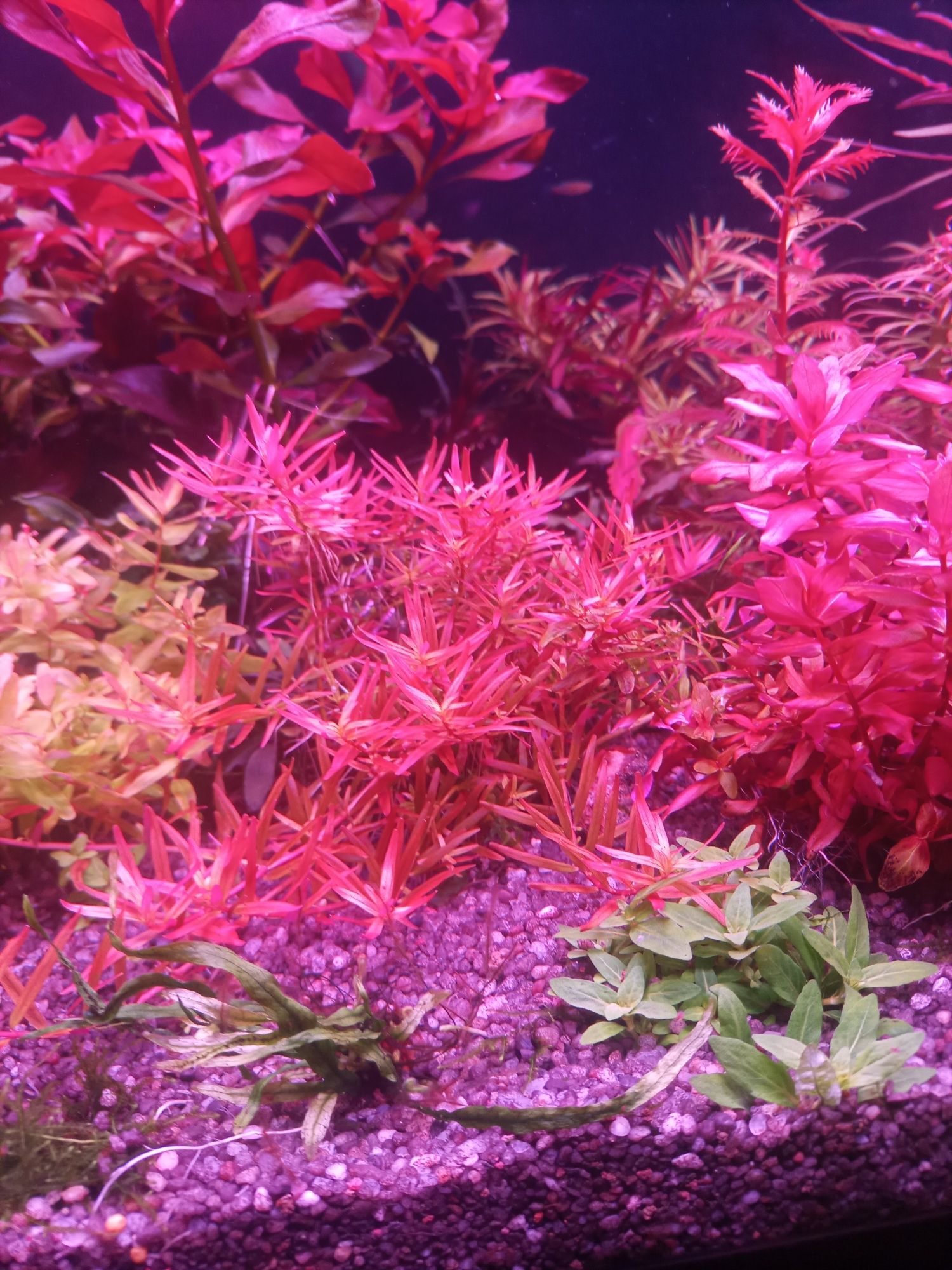 Rotala Hong Kong