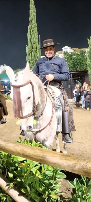 Para venda cavalo