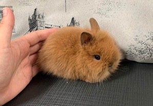 Coelhos anoes mini, mini lion, mini holandes etc.