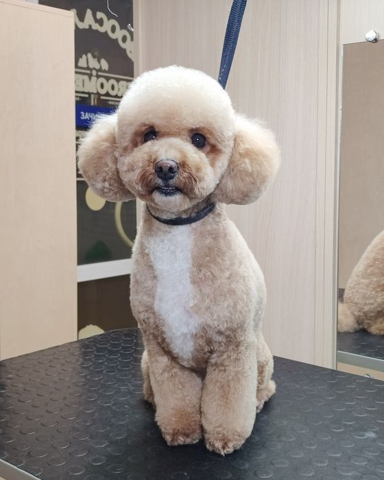 Стрижка собак та котів