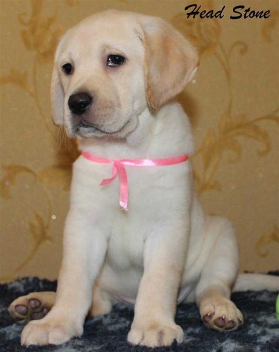 Лабрадор ретривер Щенки