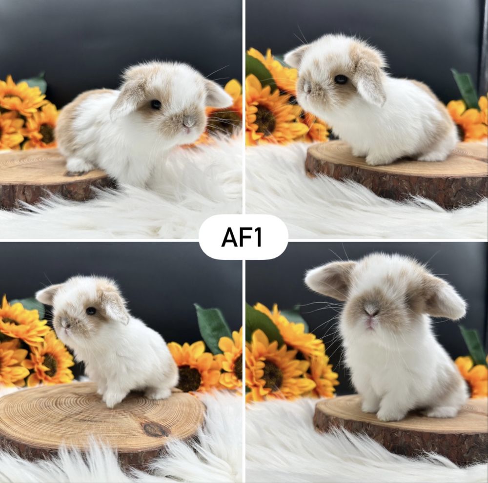 Mini Lop Kroliczek
