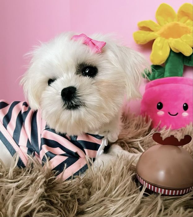 Maltańczyk miniaturowy z rodowodem