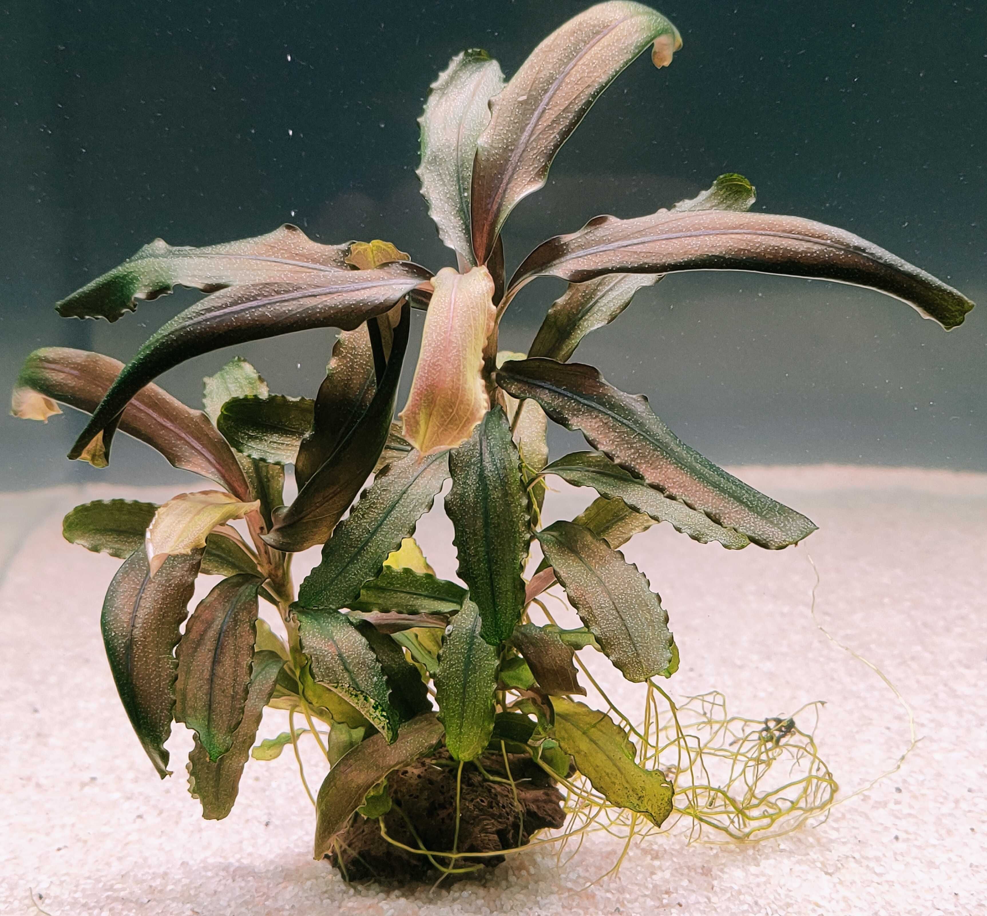 Bucephalandra Diablo Rarytas